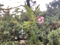 Rubus pungens oldhamii