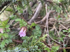 Rubus pungens oldhamii