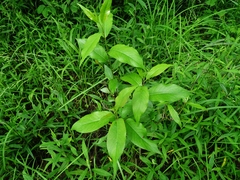 Salix lucida lucida