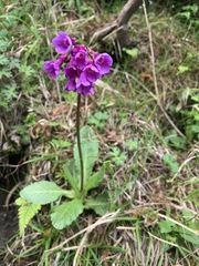 Primula miyabeana