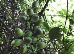 Gnetum luofuense