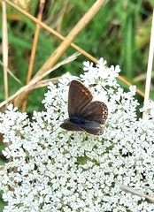 Common Blue