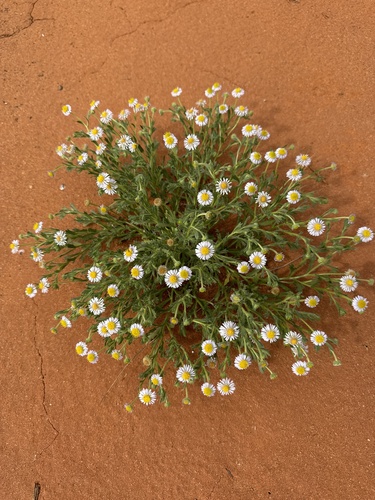 Calotis porphyroglossa, 2024-08-03