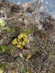 Halosaccion glandiforme