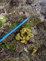 Halosaccion glandiforme