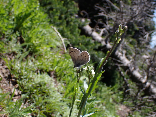 North Fork Skokomish River Trail