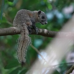 Gray-Bellied Squirrel photo 5