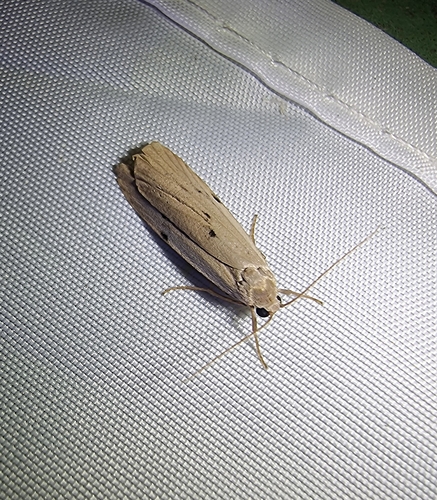 Pelosia muscerda