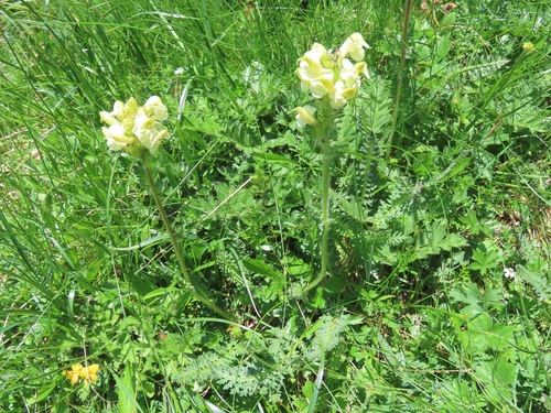 Image of Pedicularis tuberosa by (c) Marco Mussita, some rights reserved (CC BY)