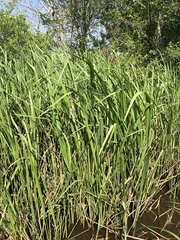 Zizaniopsis miliacea