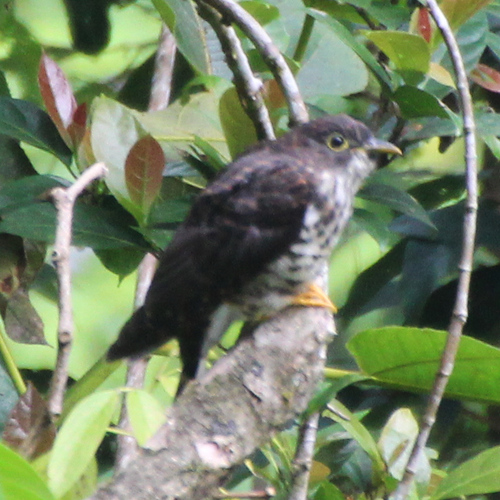 Cuco Huidizo (Hierococcyx fugax)