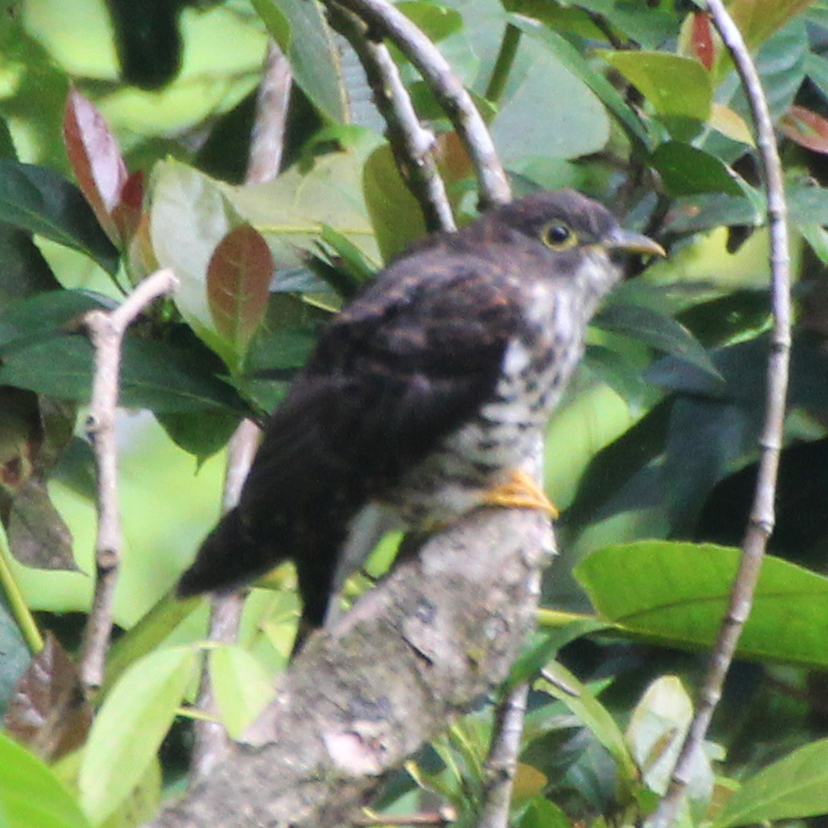 Malaysian Hawk-Cuckoo
