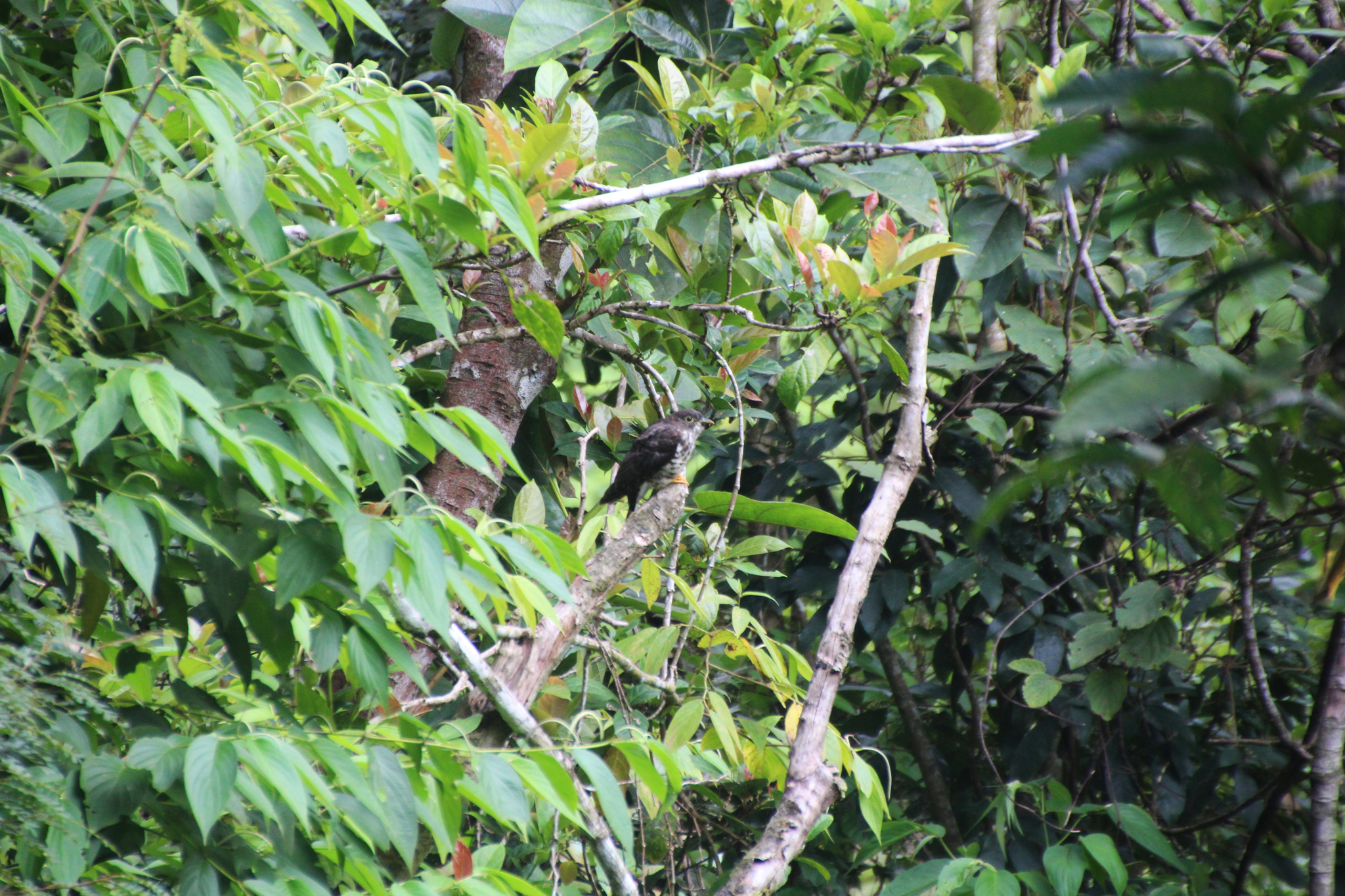 Malaysian Hawk-Cuckoo