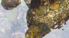 Leathesia marina