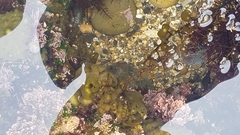 Leathesia marina