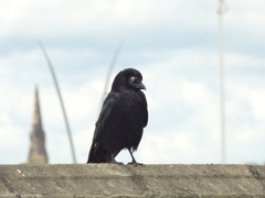 Corvus corone