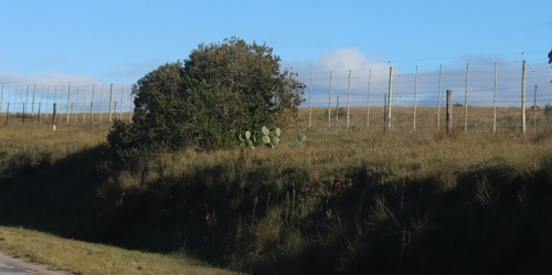 Opuntia robusta