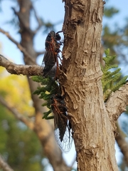 Neoplatypedia constricta