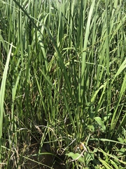 Zizaniopsis miliacea