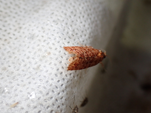 Orange Pine Tortrix, Schiermonnikoog, Schiermonnikoog, Friesland, Netherlands, photo 4 of 10