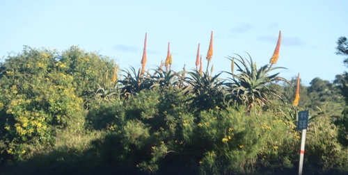 Image of Aloe africana by (c) Tony Rebelo, some rights reserved (CC BY-SA)