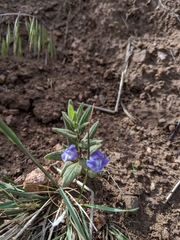 Scutellaria brittonii
