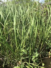 Zizaniopsis miliacea