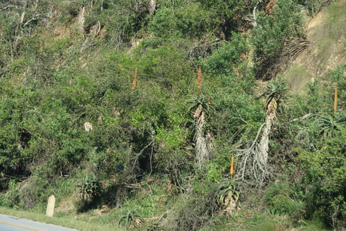 Image of Aloe africana by (c) Tony Rebelo, some rights reserved (CC BY-SA)