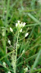 Camelina microcarpa
