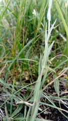 Camelina microcarpa
