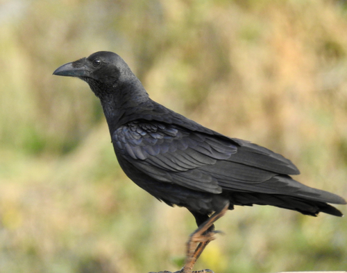 Fan-tailed Raven