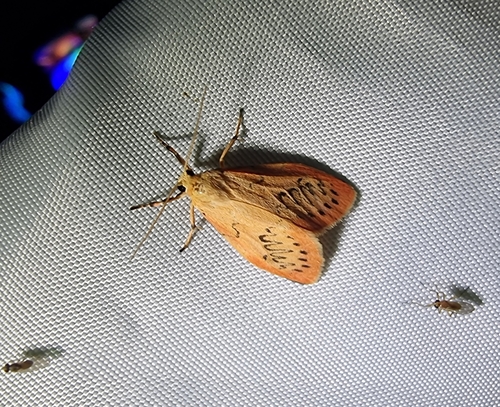 Miltochrista miniata