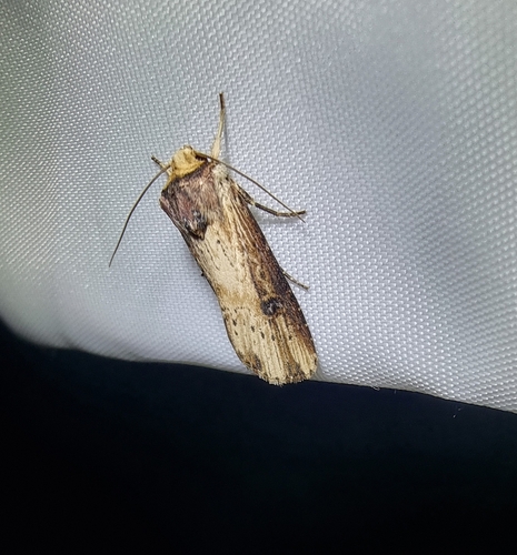 Axylia putris