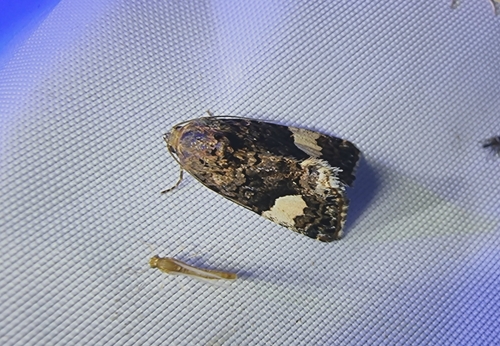 Tyta luctuosa
