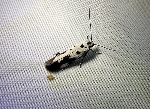 Ethmia quadrillella