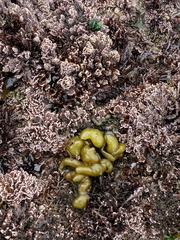 Halosaccion glandiforme
