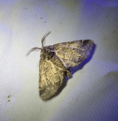 Gluphisia crenata