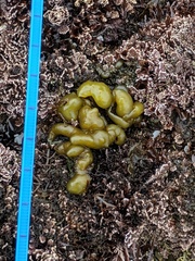 Halosaccion glandiforme