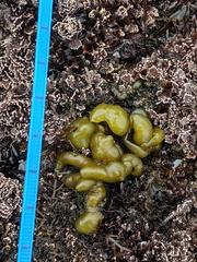 Halosaccion glandiforme