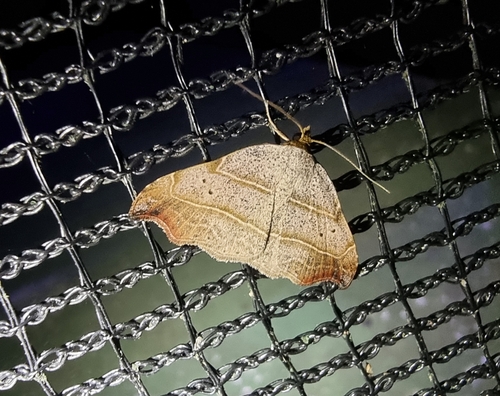 Laspeyria flexula