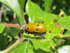 Lachnaia sexpunctata