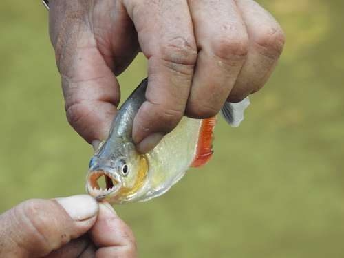 Holland's piranha (Serrasalmus hollandi) — Serrasalmidae