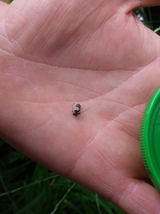 Pogonocherus hispidulus