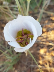 Calochortus ambiguus