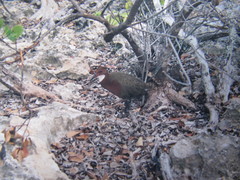 Dryolimnas cuvieri aldabranus