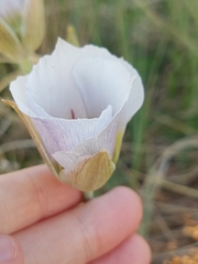 Calochortus ambiguus