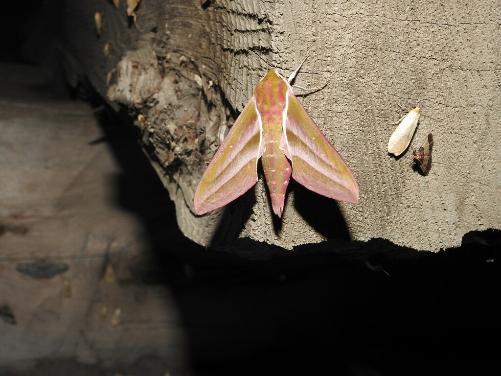 Chitral Elephant Hawkmoth