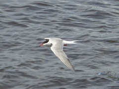 Sterna hirundo