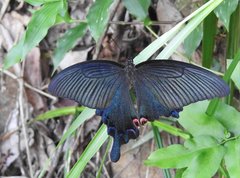 Papilio dialis