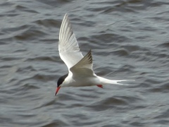 Sterna hirundo
